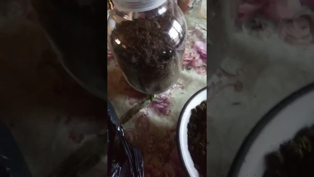 3 способа заготовки Иван-чая