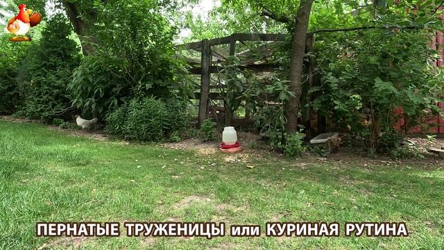 Куры несушки свободного выгула и их обычная куриная рутина – эпизод (442)
