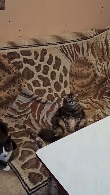 Не дали корма