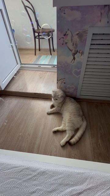 🫧😸👍