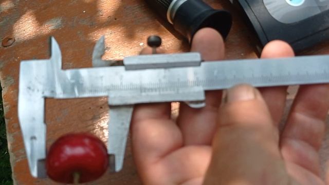 черешня сорт Крупноплодная