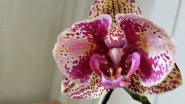 P. OX Luna Rosa peloric. Перше цвітіння підлітка