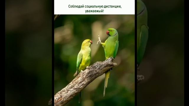 Звери