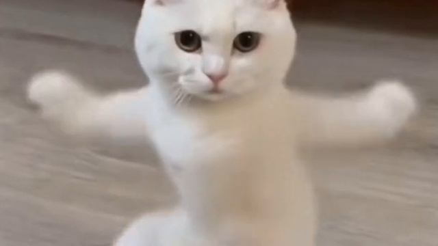 котик