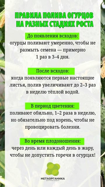 Правила полива огурцов на разных стадиях роста