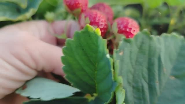 Большой урожай клубники. Клубника как бизнес.