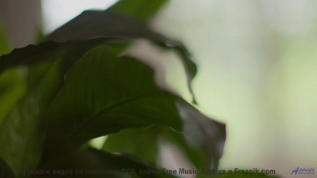 Саунд накрывает с головой, а природа добивает красотой - Kids -- HoliznaCC0 -- Spring at last (LOFI
