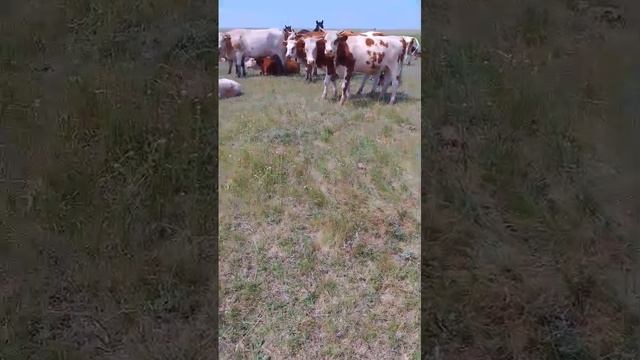 Коровы с телятами, лошади с жеребятами. Выпас.