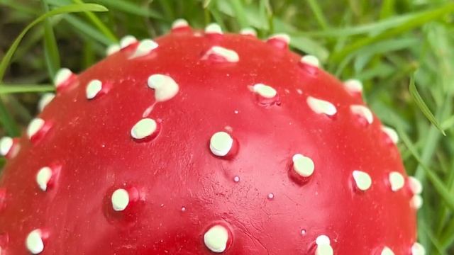 нашла на участке гриб 🍄 мухомор 🙈