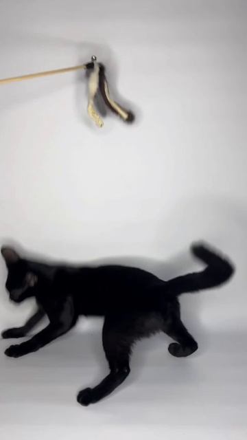 Чаузи котенок чёрный гризли девочка