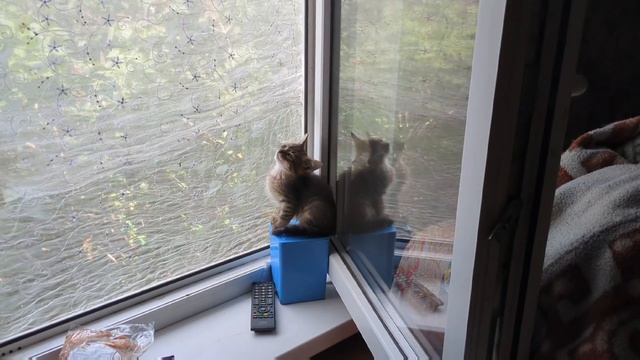НАС ЗАЛИВАЕТ // ЗАШЛИ В СВЕТОФОР