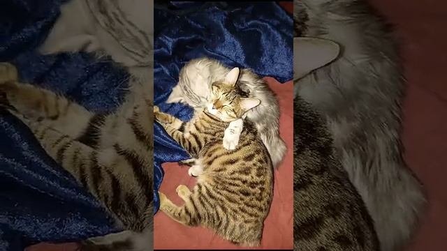 Ева и Шарлота две подружки одной породы курильский бобтейл ,но разной тип шерсти и окрас