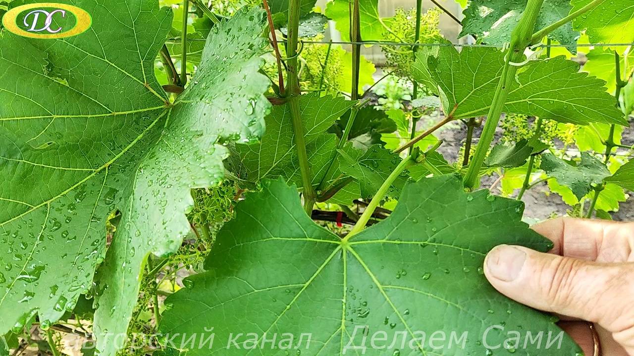 Что делать с пасынками  и усиками на виноградных побегах. Рекомендации.