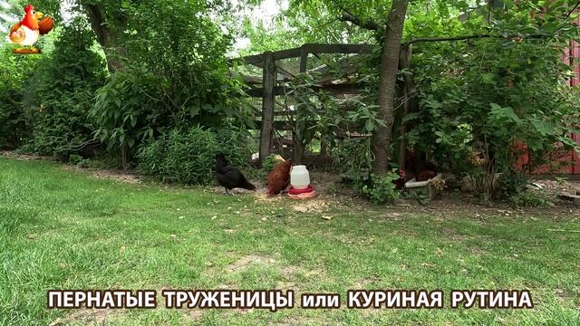 Куры несушки свободного выгула и их обычная куриная рутина – эпизод (439)