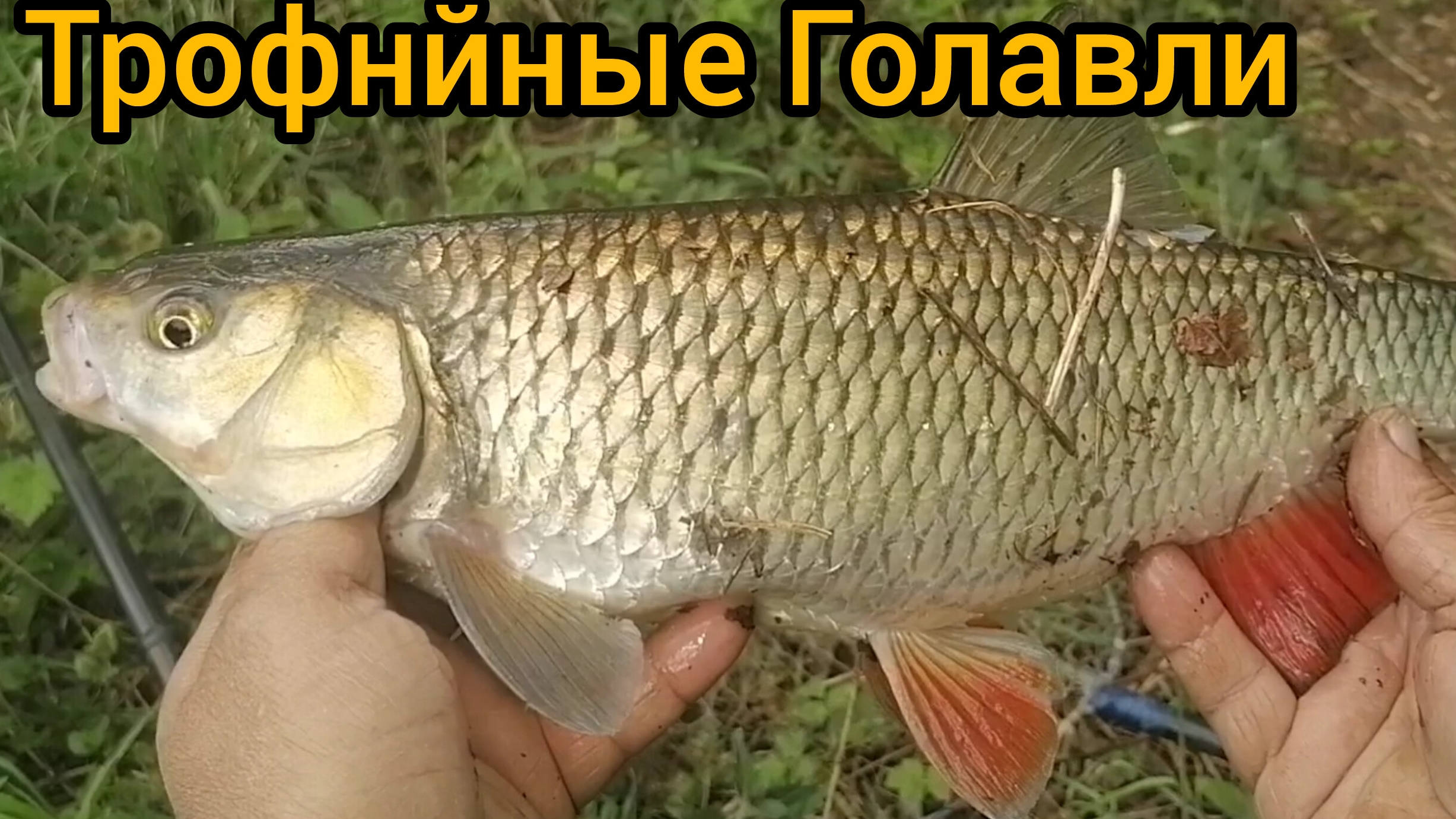 А это настоящее трофеи на данной реке. Рыбалка на лесной реке