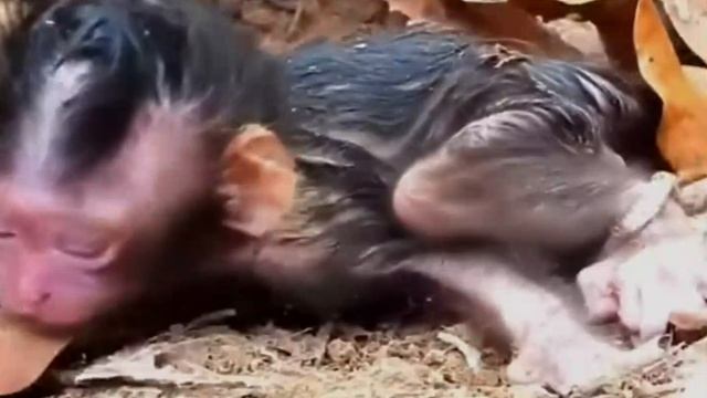 Вероятно жухлая листва сохранила жизнь этому детёнышу ...  1000012978.mp4