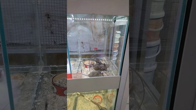 Дегу.