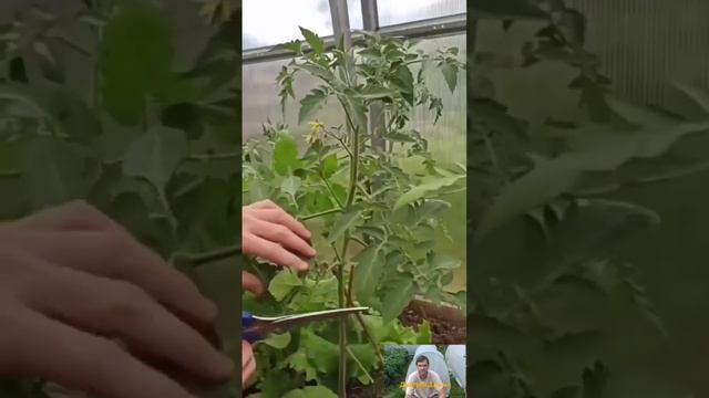 Про томаты от посева до сбора урожая