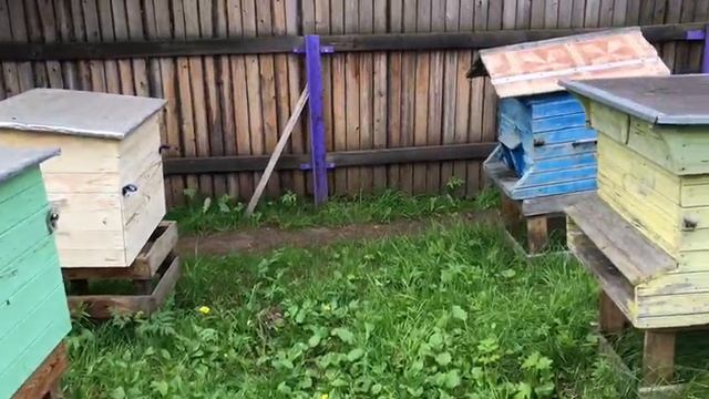 13 ИЮНЯ ОБСТАНОВКА НА ПАСЕКЕ У ДОМА