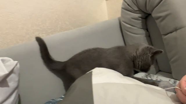 отгрыз мячик у моего домика, ну и что пришьют его обратно хих