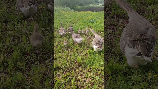 Кошечка Лапа, куры🐔 гуси🪿 гусята. Почему так мало и так поздно посадил картошку? Отвечаю💬 🤔