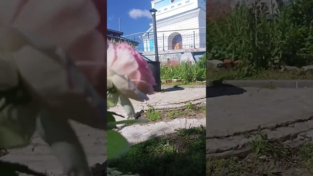 Роза Пьер де Ронсар. Нижегородская область.