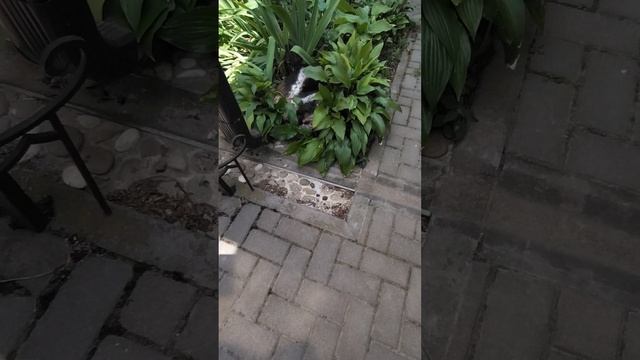 VID_20250613_122722.mp4