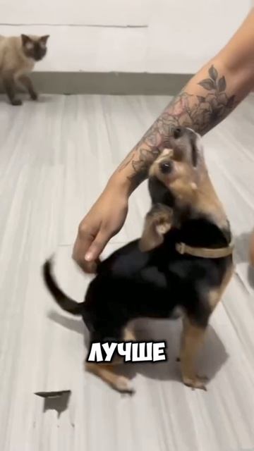 🗣️Смешная озвучка от: ROMEO BARSKIY 🗣️
