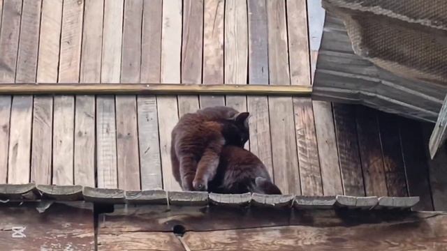 Внимание! Приказ всем кто находится на территории Дол?
