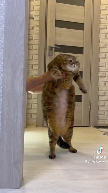 котик🤣😂😅🤣😆