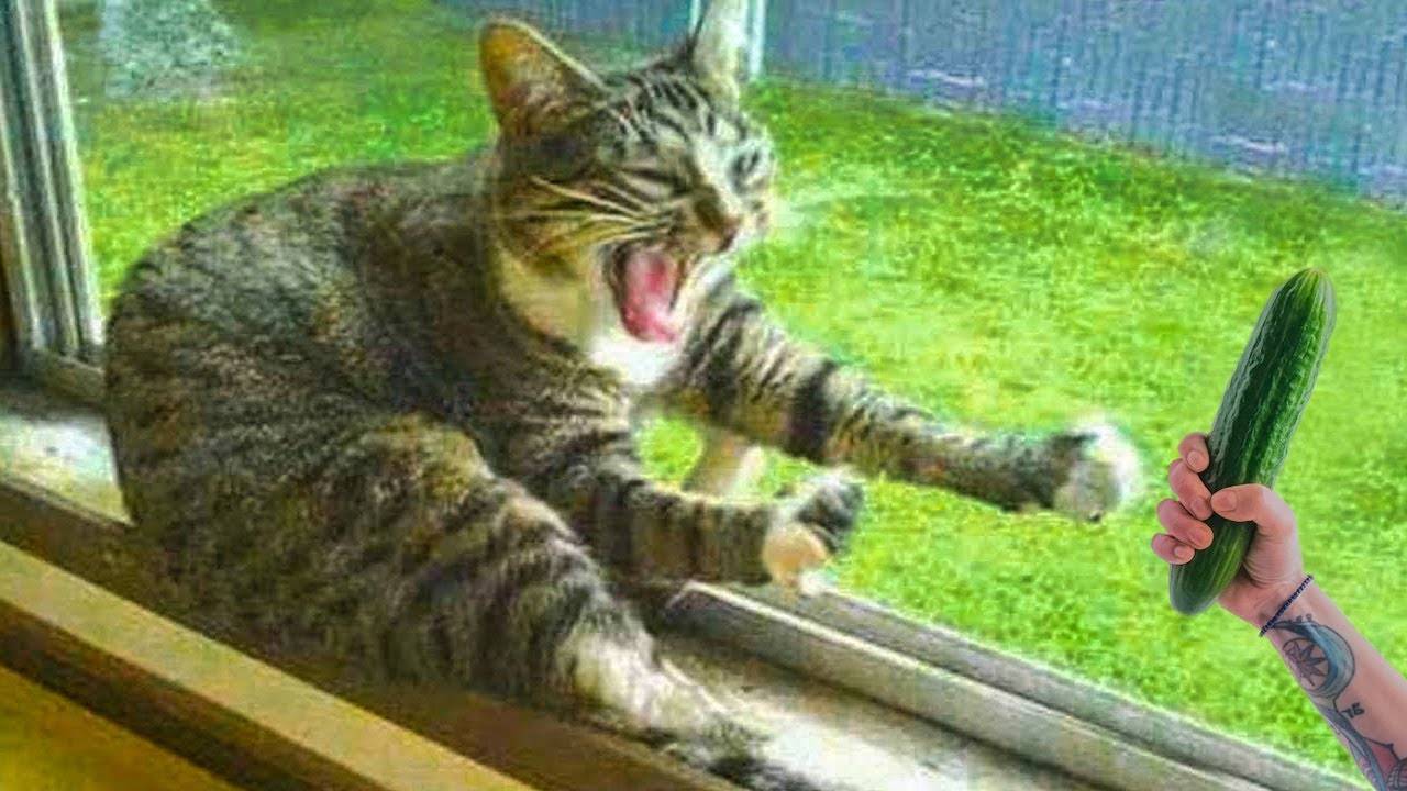 ПРИКОЛЫ_С_ЖИВОТНЫМИ_ДО_СЛЕЗ_⧸_Смешные_КОТЫ_2021_⧸_Приколы_с_КОТАМИ
