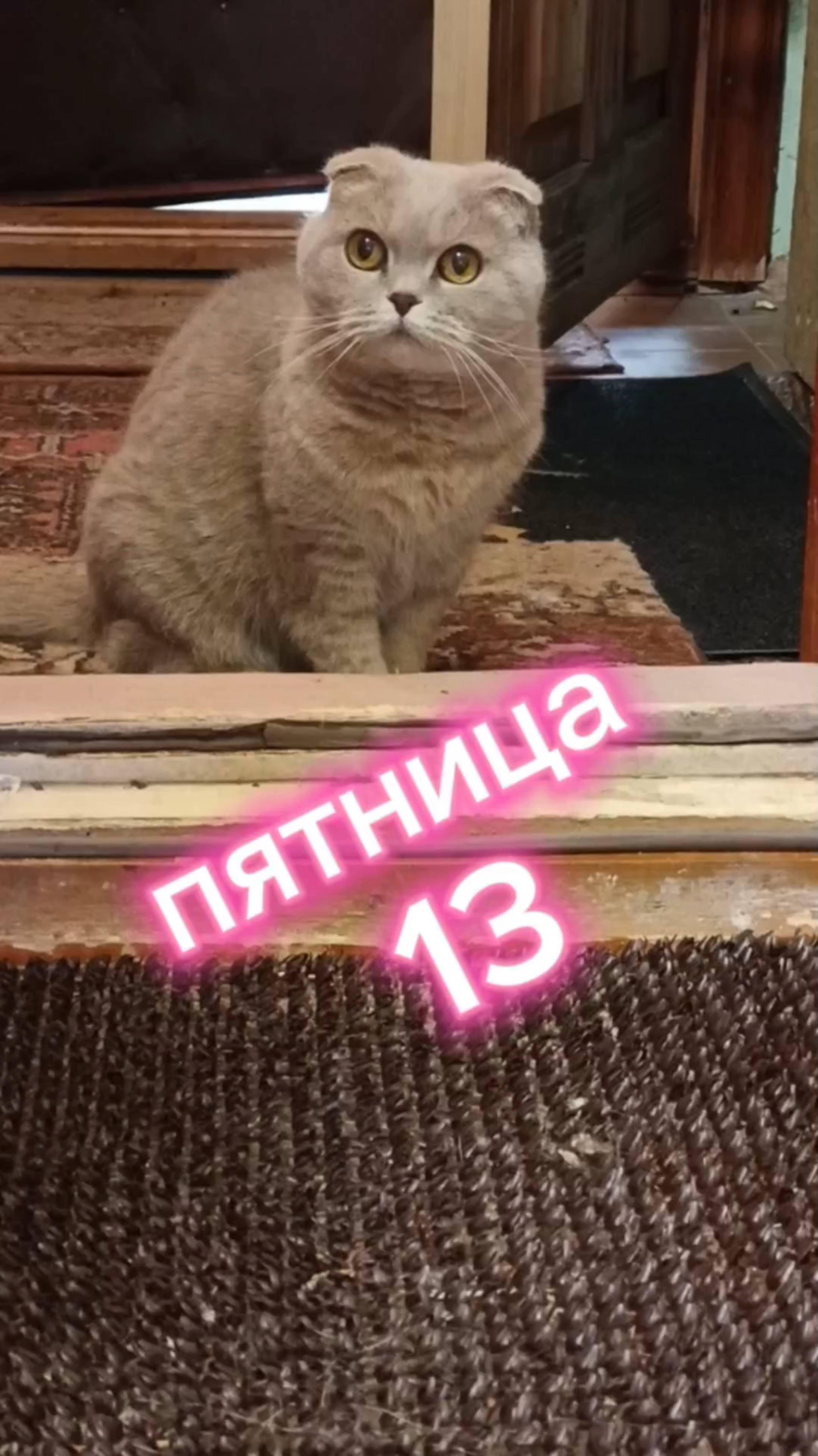 Пятница 13-е Кошки с озвучкой.