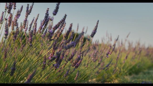 Почему духовные лидеры запрещают эту музыку - E-Musik -- Phillip Gross -- Quart