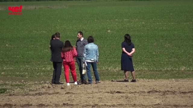 Заря кукуруза