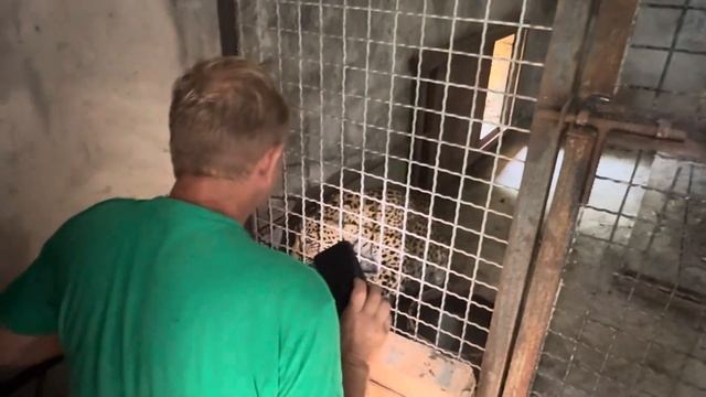 УРА! В «Тайгане» у злющей пары дальневосточных леопардов РОДИЛИСЬ МАЛЫШИ!!!