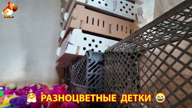Цыплята и утята милые пушистики растут на радость хозяину (35)