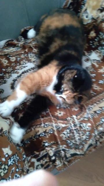 the cat woke up #sorts