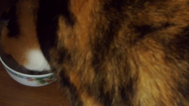 cat loves crunches #shorts