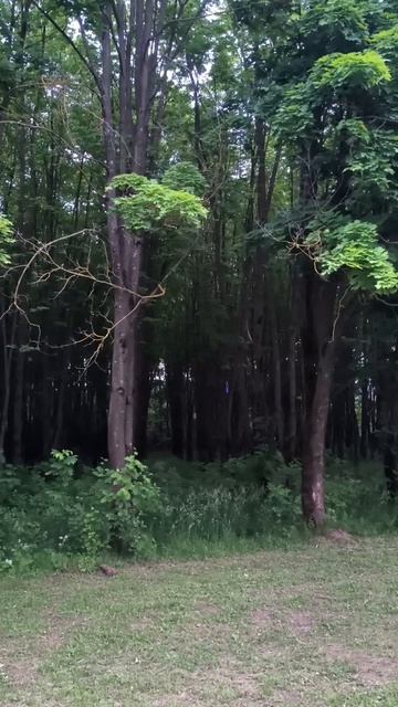 В чаще леса
