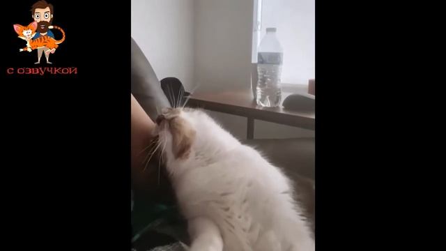 Наткнулся на видео с котиками