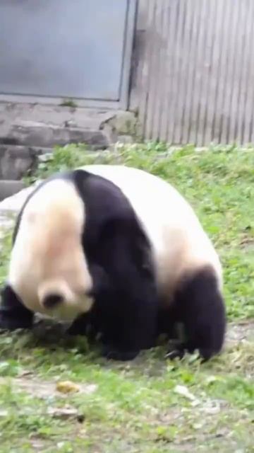 Панде нравится кувыркаться 🤩🐼❤️
