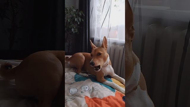 Баськино соло