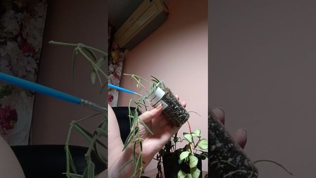 1000276616.mp4