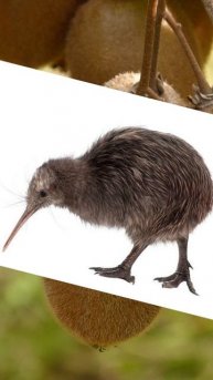 Почему киви назвали в честь птицы?