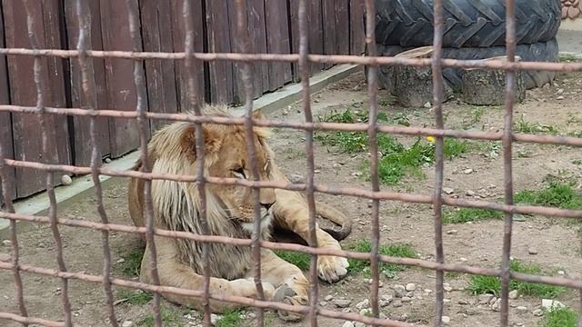 Возле Шерхана строится новый вольер, разговор с 
почитательницей Шерхана.Часть 1 Минск 4 июня.