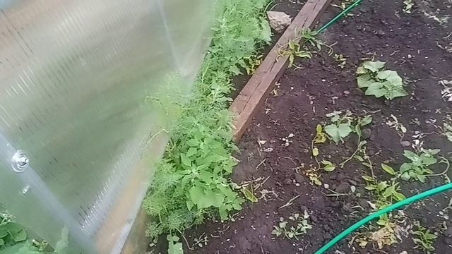 Не успела собрать клубнику...
