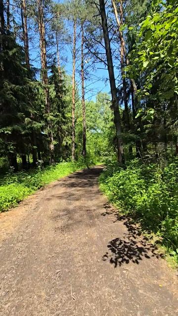 в лесу