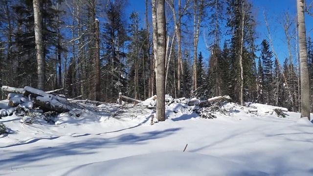 Как я искал ёлку на лыжи?
