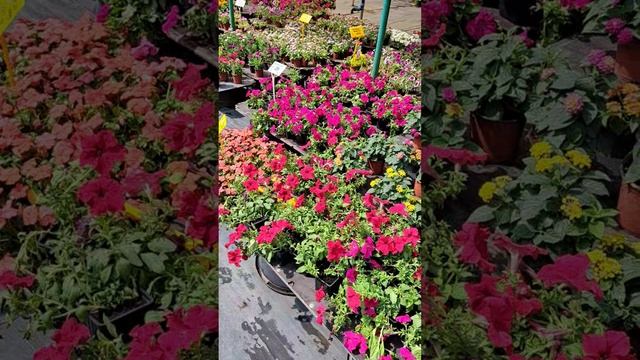Заезжали в питомник! Столько красоты!😍😍😍