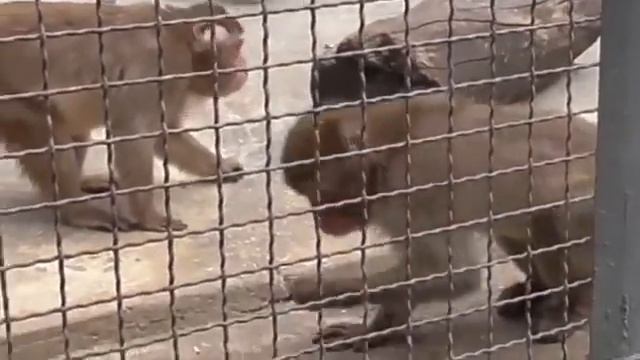 У Елисея идиллия у макак суматоха а у Басика лафа #Парк львов Тайган #тайган